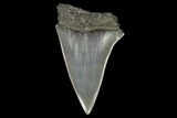 Fossil Mako Shark Tooth - South Carolina #128761-1